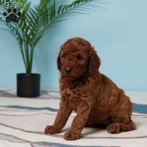 Evah, Miniature Poodle Puppy
